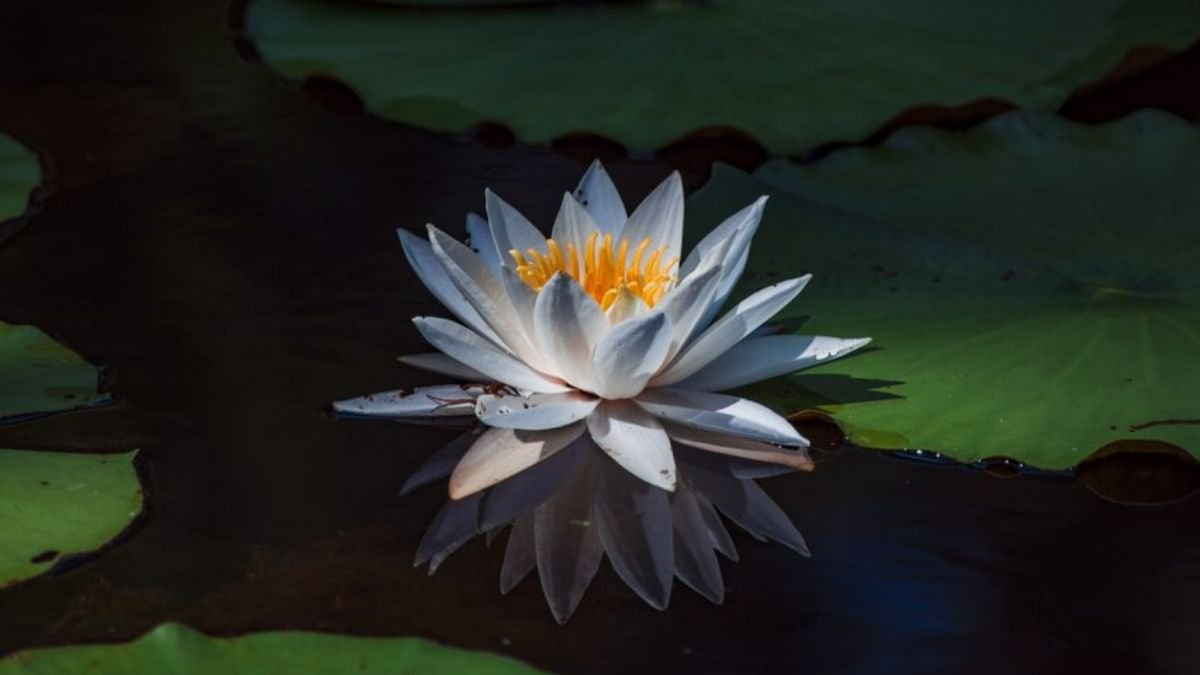 Unveiling the Wonders of Blue Lotus: A Comprehensive Guide Blue Lotus