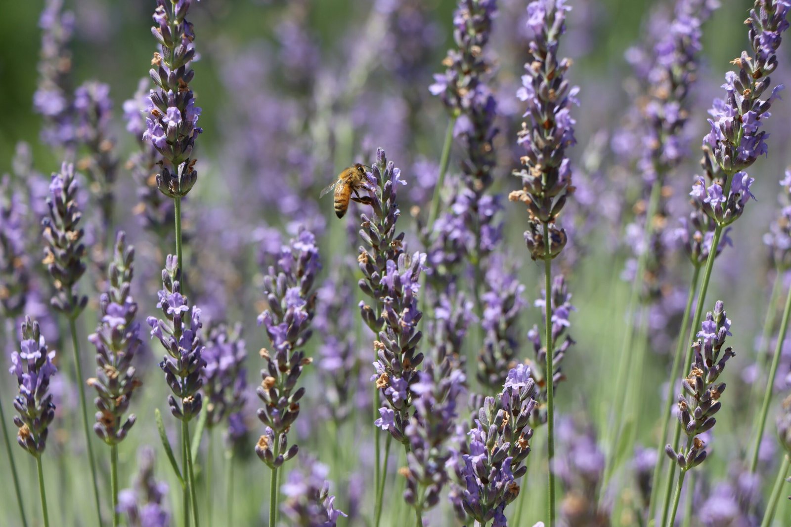 The History and Uses of English Lavender: Versatility of this Fragrant Herb English Lavender