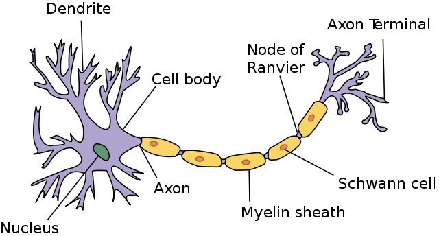 Nerve Cast