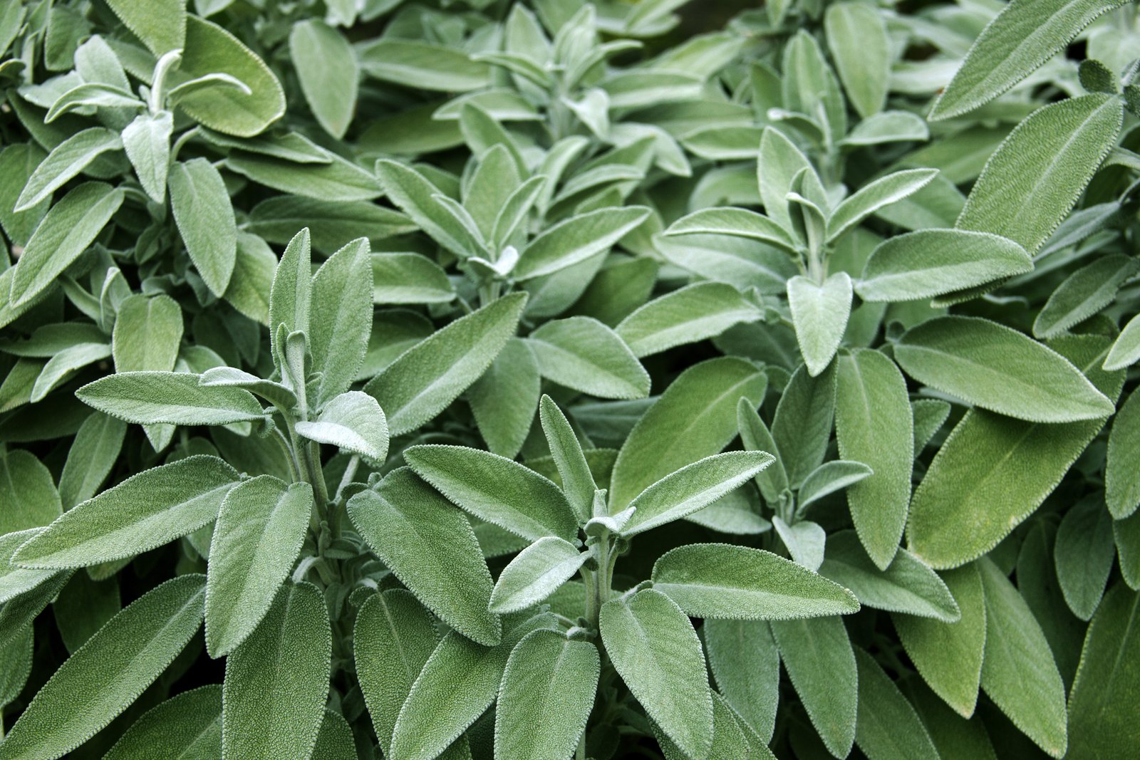 Sage in Spanish: Unraveling the Mystique Sage in Spanish