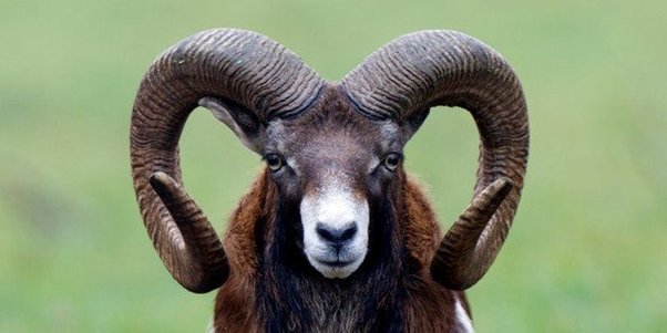 The Mystique of Ram Horns: A Comprehensive Guide Ram Horns